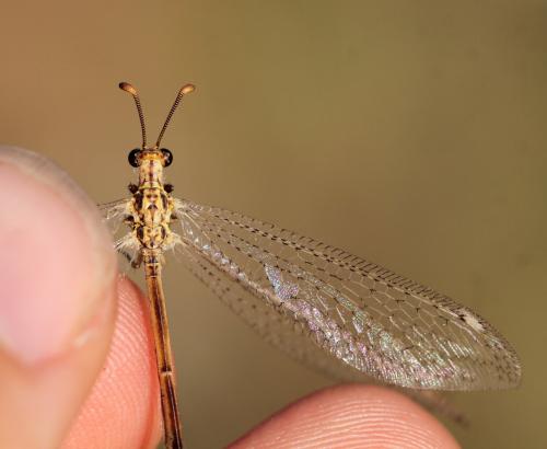 Réf. 189 889 : Macronemurus appendiculatus